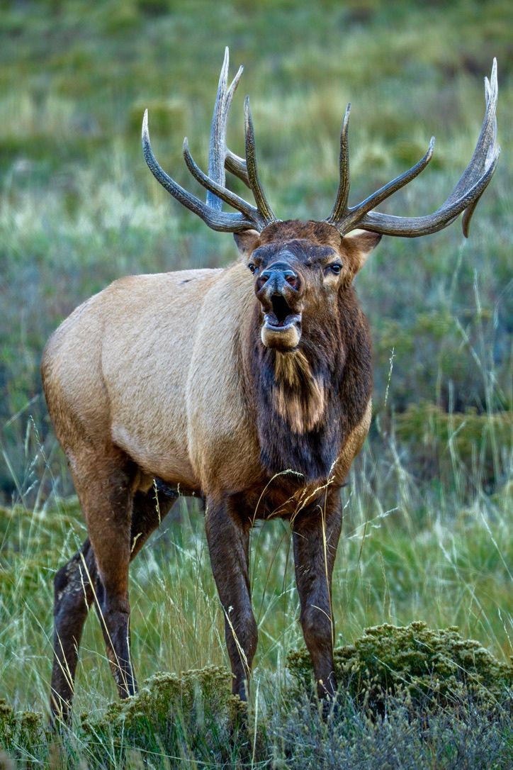Bull elk with large antlers standing alert in grassy meadow, facing camera directly.