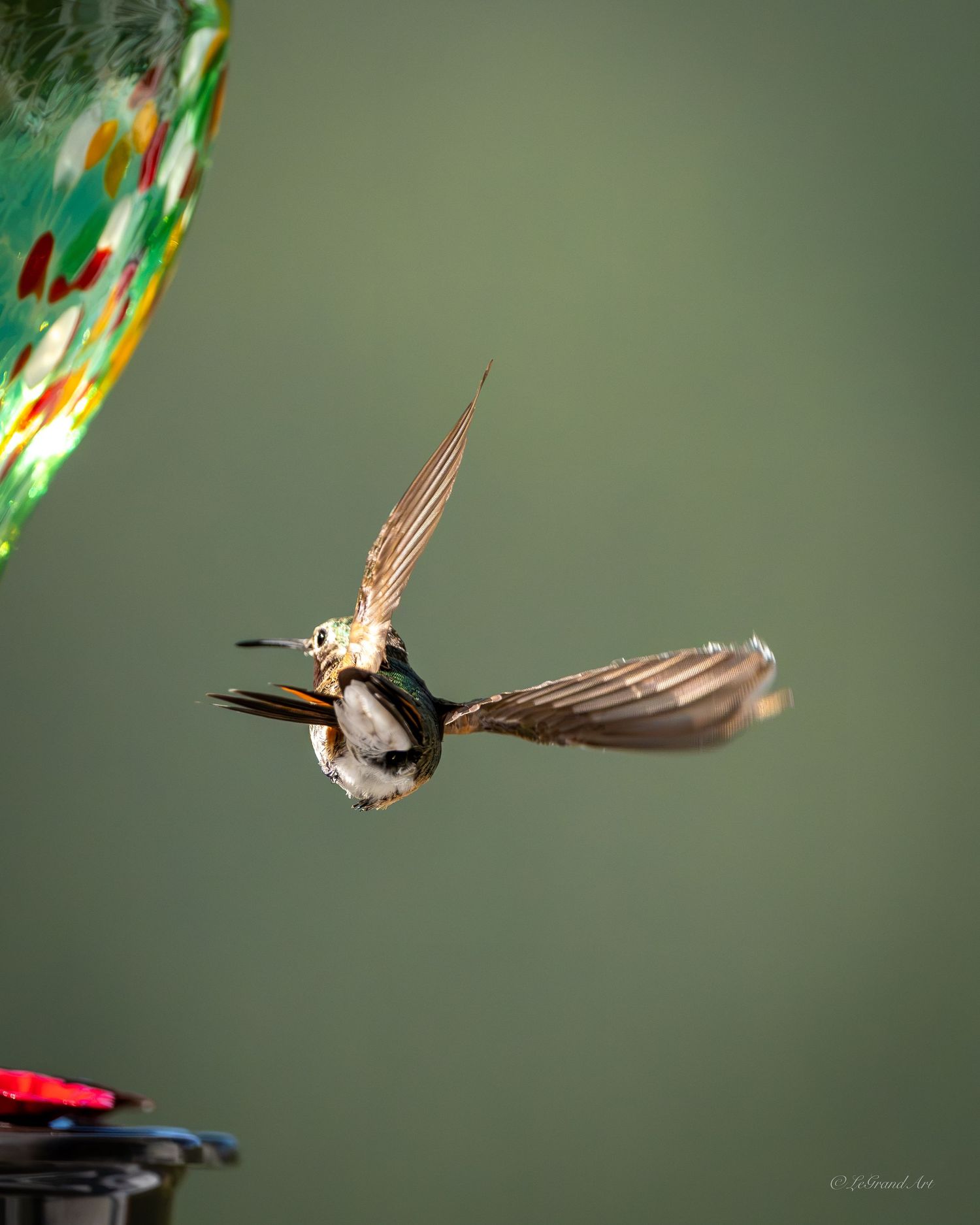 Hummingbird captured mid-flight with wings fully spread against a soft green background.