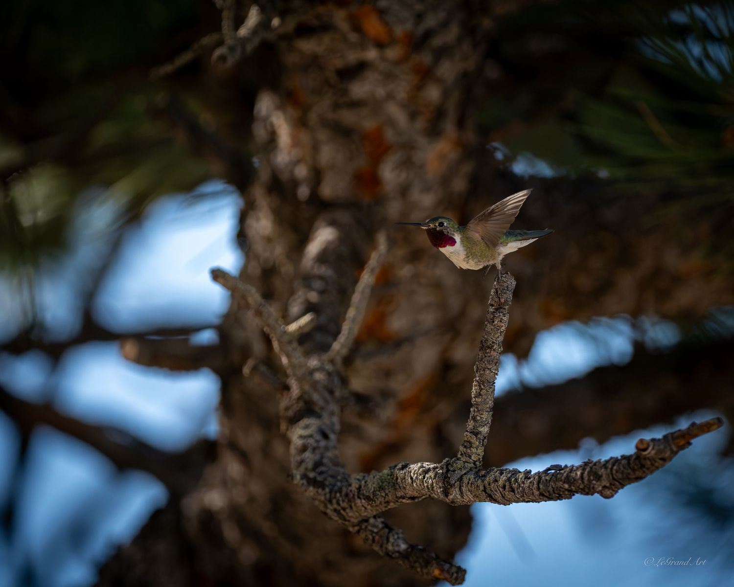 Tiny hummingbird hovering near the gnarled branches of a large pine tree.
