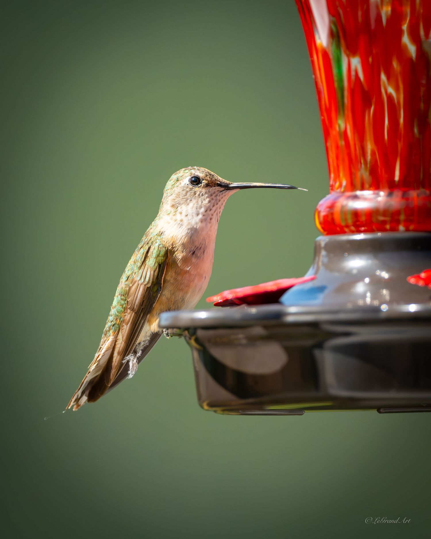 A hummingbird with a long bill hovers beside a red glass nectar feeder against a soft green background.