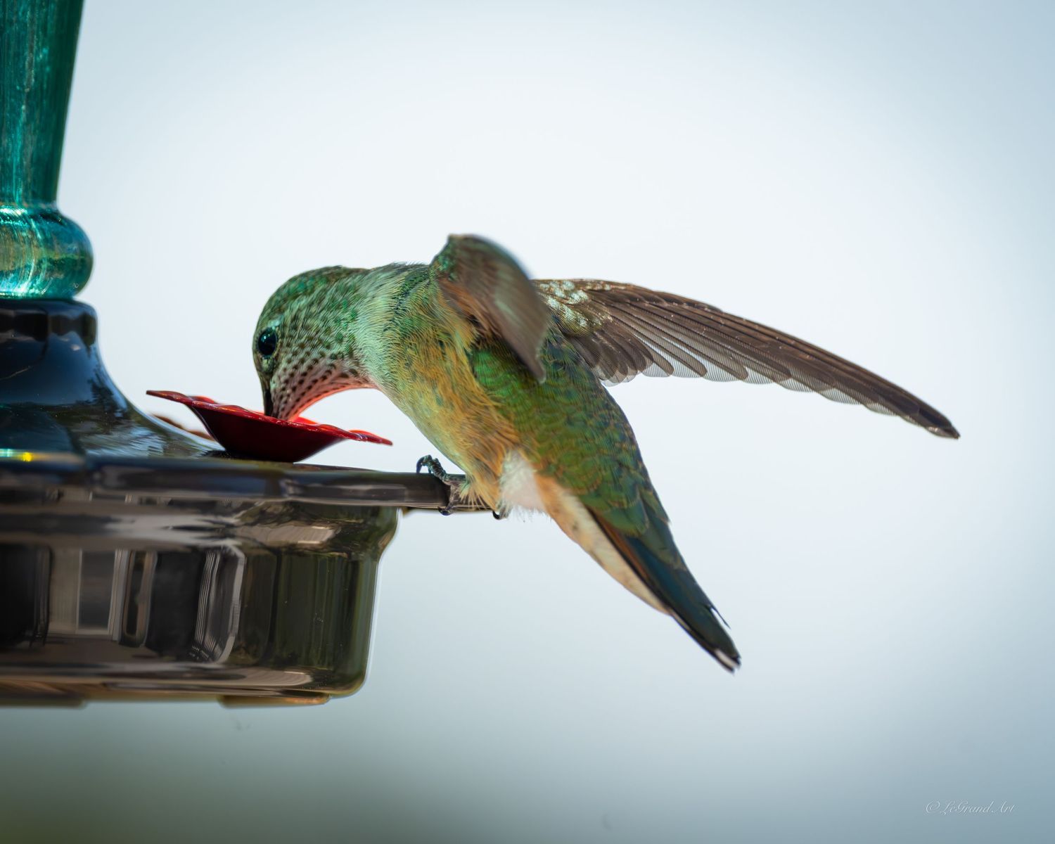 A green iridescent hummingbird feeds from a red flower port on a blue glass feeder with wings spread wide.