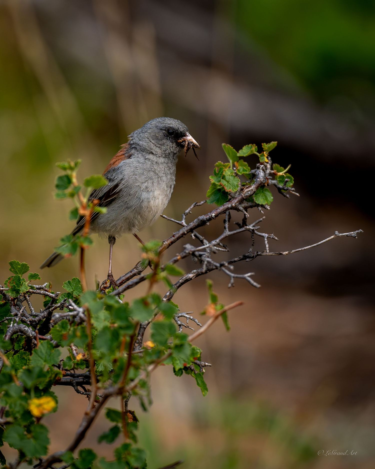 A gray and rust-colored junco bird perched on a leafy shrub branch holding food in its beak.
