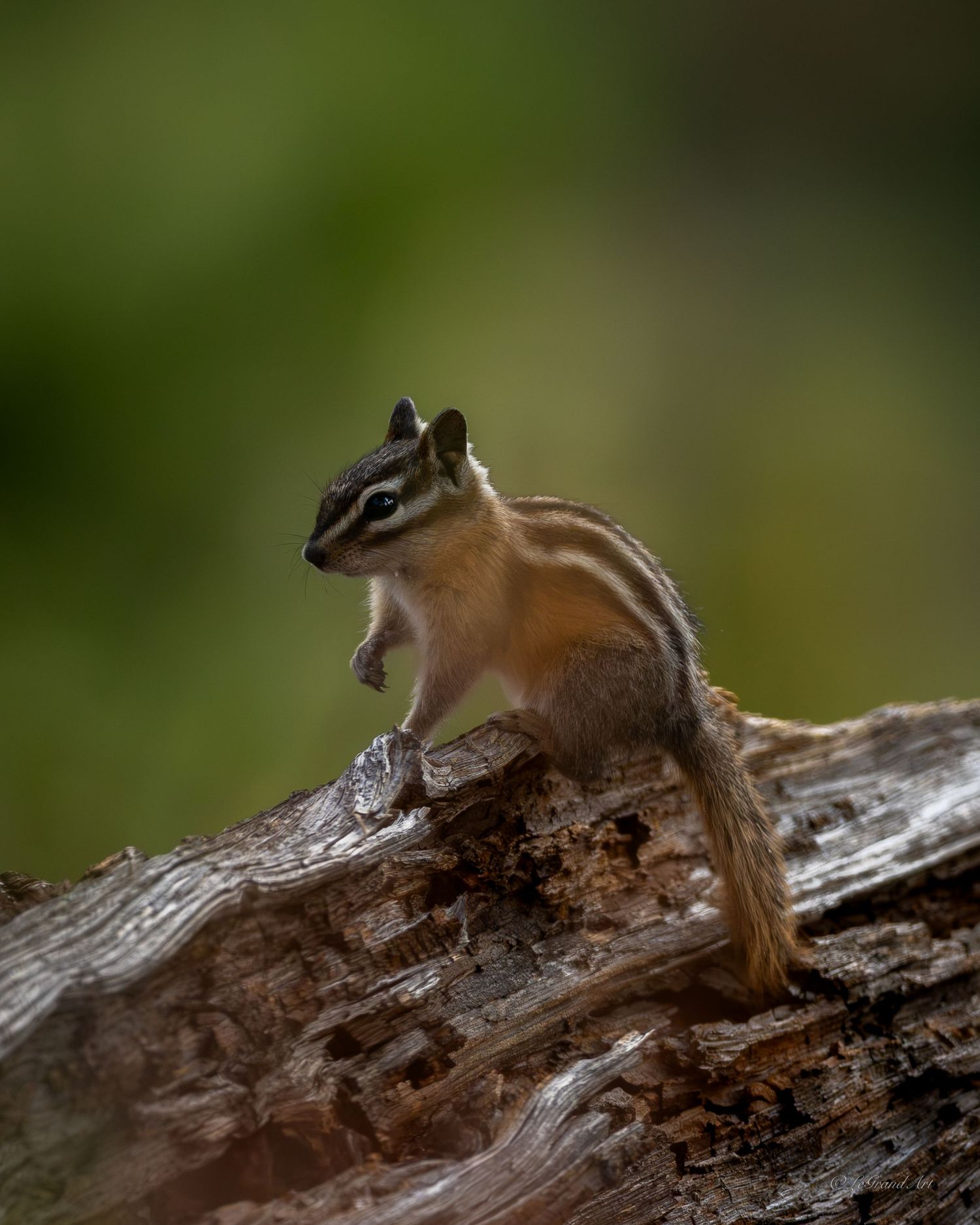 A striped chipmunk standing alert on a weathered brown log against a green bokeh background.