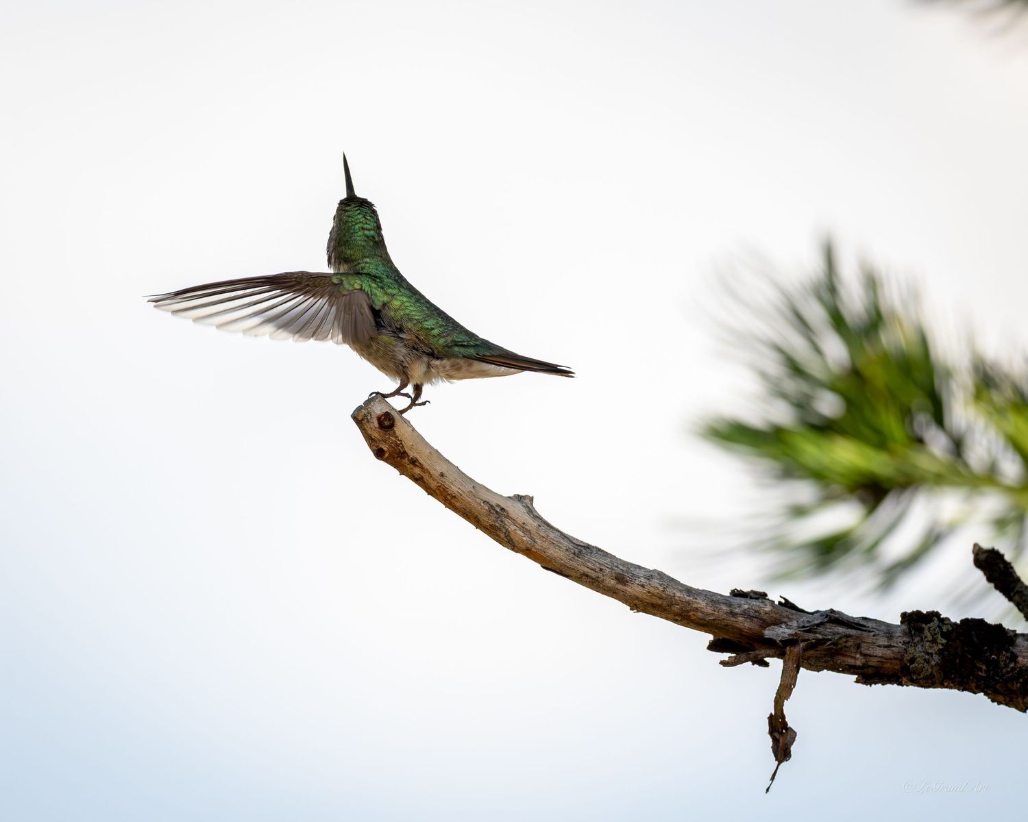 A green hummingbird landing on a dead branch with wings spread wide against a pale sky.
