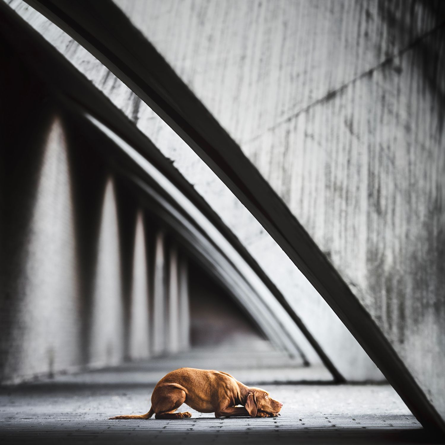 A lonely brown dog curled up sleeping on concrete ground beneath dramatic arching bridge supports in an urban setting.
