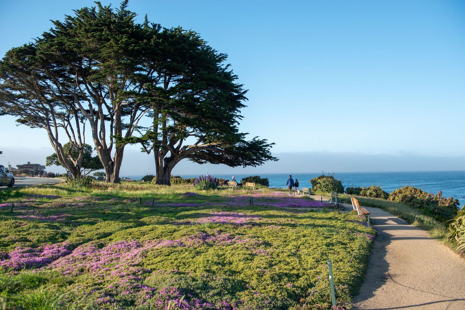 Scenic coastal park path with wind-swept cypress trees, pink wildflowers, and ocean views under a clear blue sky.