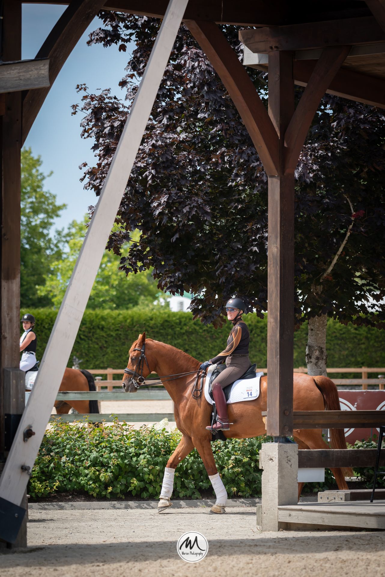 Equestrian rider on chestnut horse at outdoor dressage arena, framed by wooden structure with green hedges.
