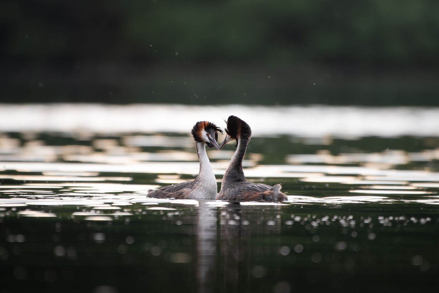 Two great crested grebes perform a courtship dance on a shimmering lake surrounded by lush green foliage.