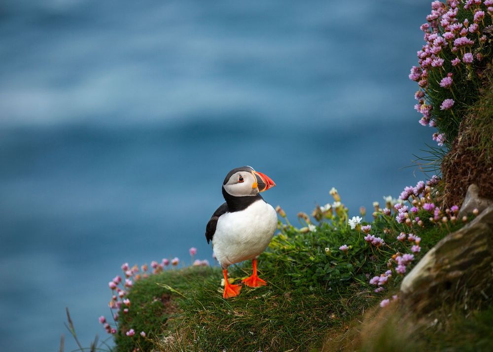 A colorful Atlantic puffin perched on a grassy cliff edge surrounded by pink wildflowers with blue ocean in the background.