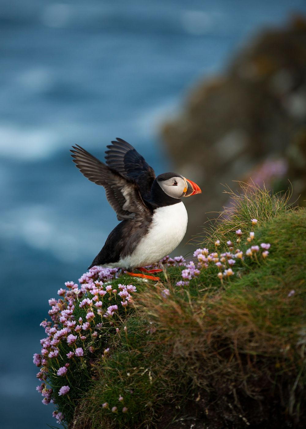 A puffin with wings spread stands on a flower-covered cliff edge with the blue ocean in the background.