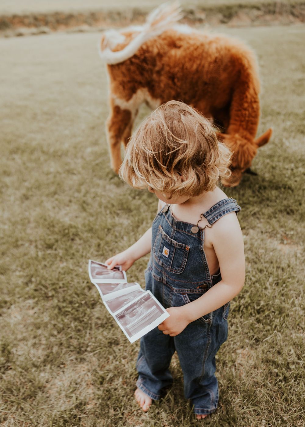 Toddler in denim overalls holds ultrasound photos outdoors near a fluffy brown Highland calf on green grass.