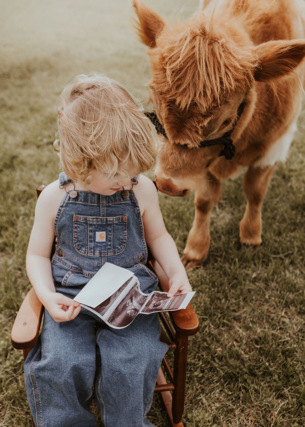 A toddler in denim overalls sits on a small chair holding an ultrasound beside an adorable fluffy Highland calf outdoors.
