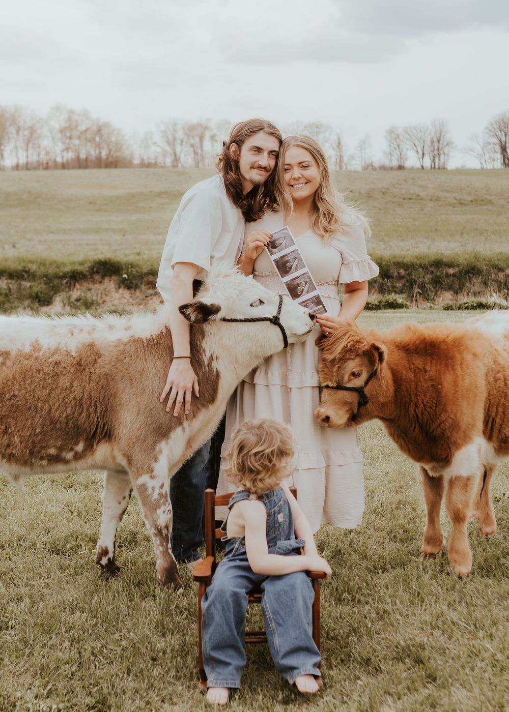 Family poses with two mini cows on a farm, holding ultrasound photos, with a toddler seated in front on a chair.