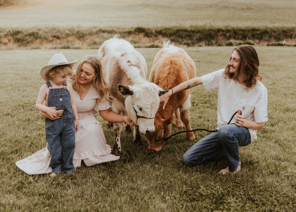 Family with young child petting miniature cows on a green farm field during a warm outdoor photo session.