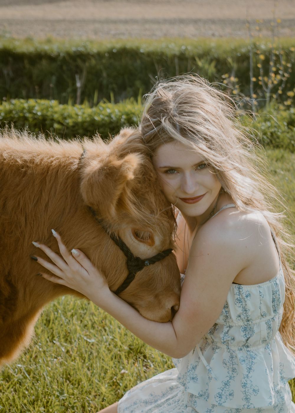 A young blonde woman in a floral dress lovingly embraces a fluffy brown calf in a sunny green field.