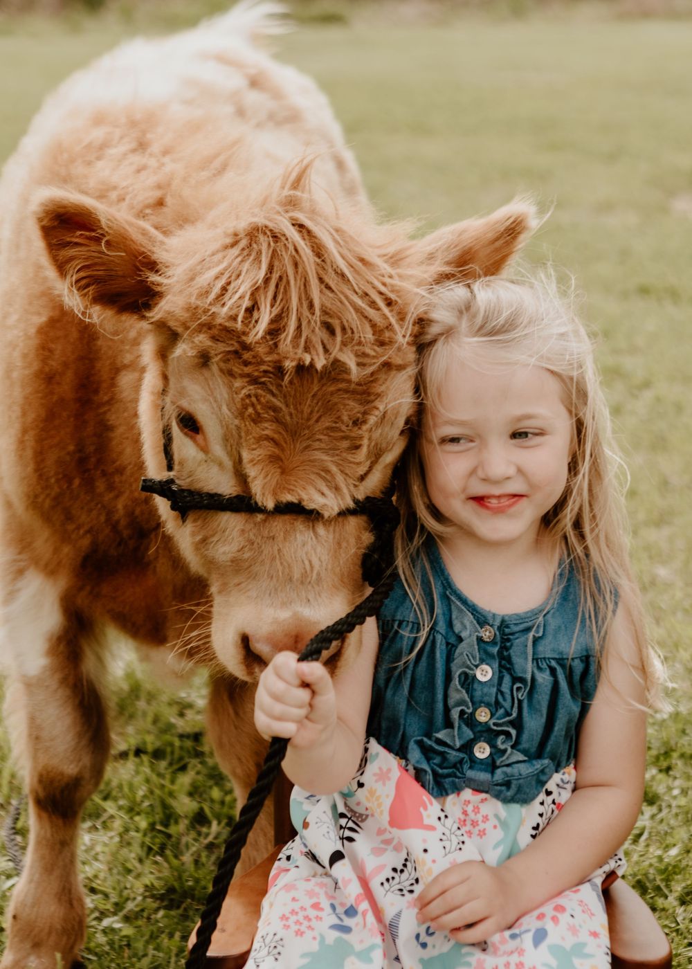 A young blonde girl smiles while sitting beside a fluffy brown Highland calf on a green farm.