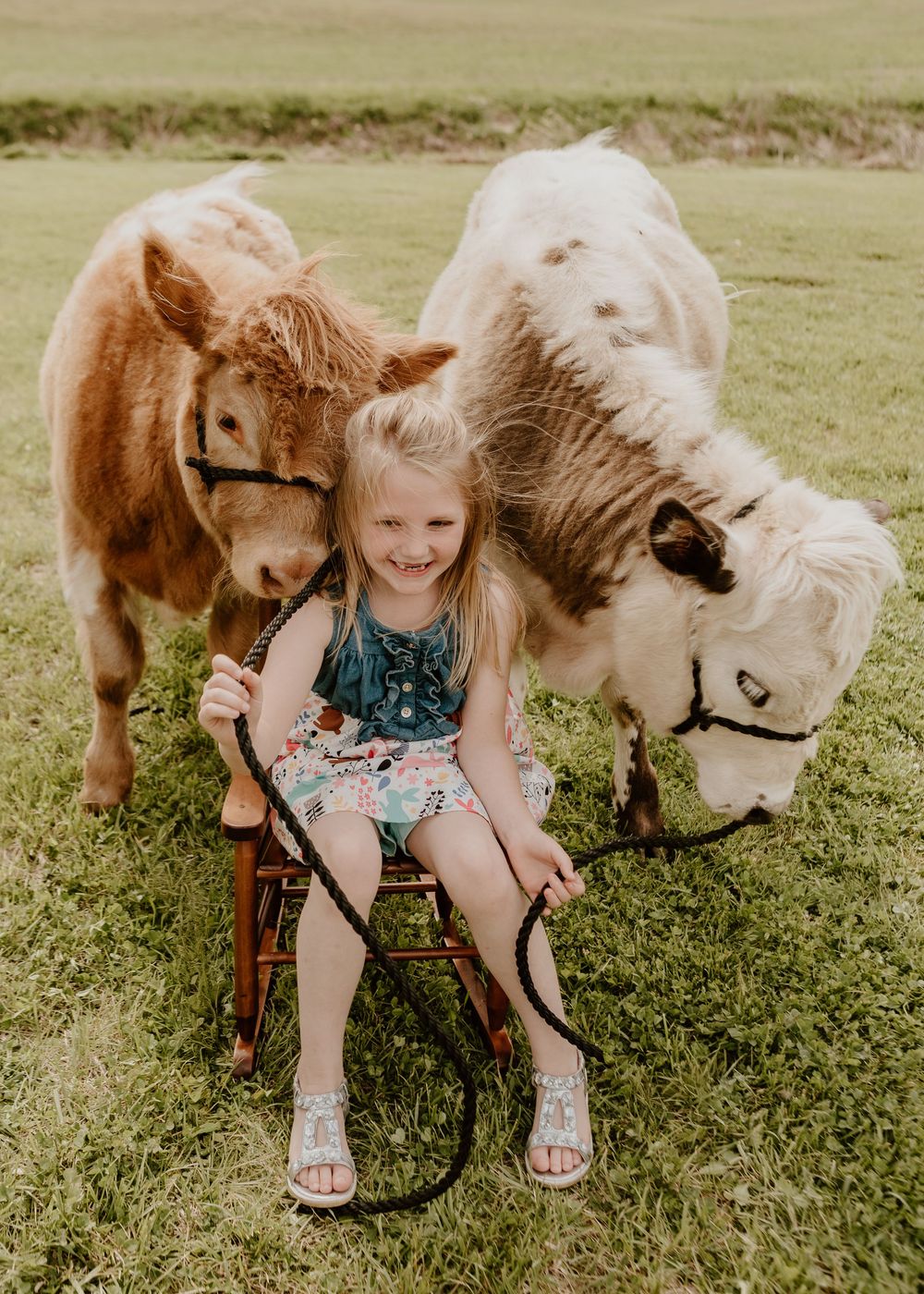 A smiling young girl sits on a stool between two miniature cows on a green grass field.