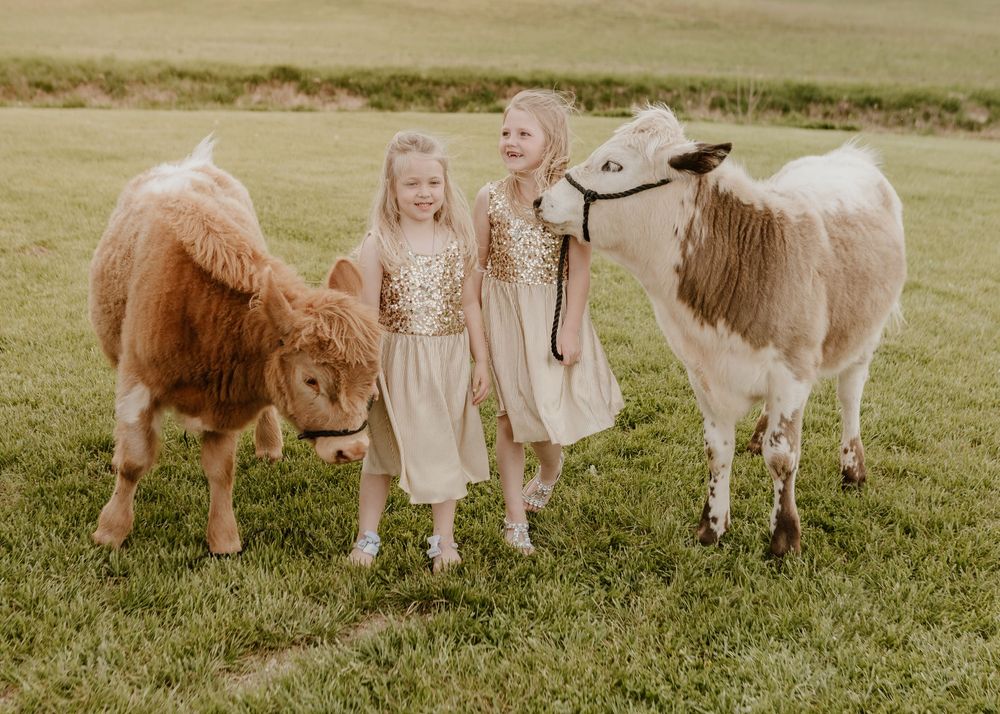 Two young girls in gold dresses pose with miniature highland cows on a green farm field.