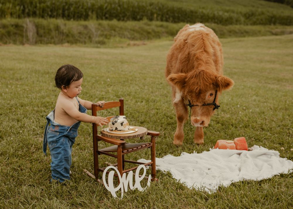 Toddler celebrating first birthday with a Highland calf beside a small cake on a chair in a grassy field.