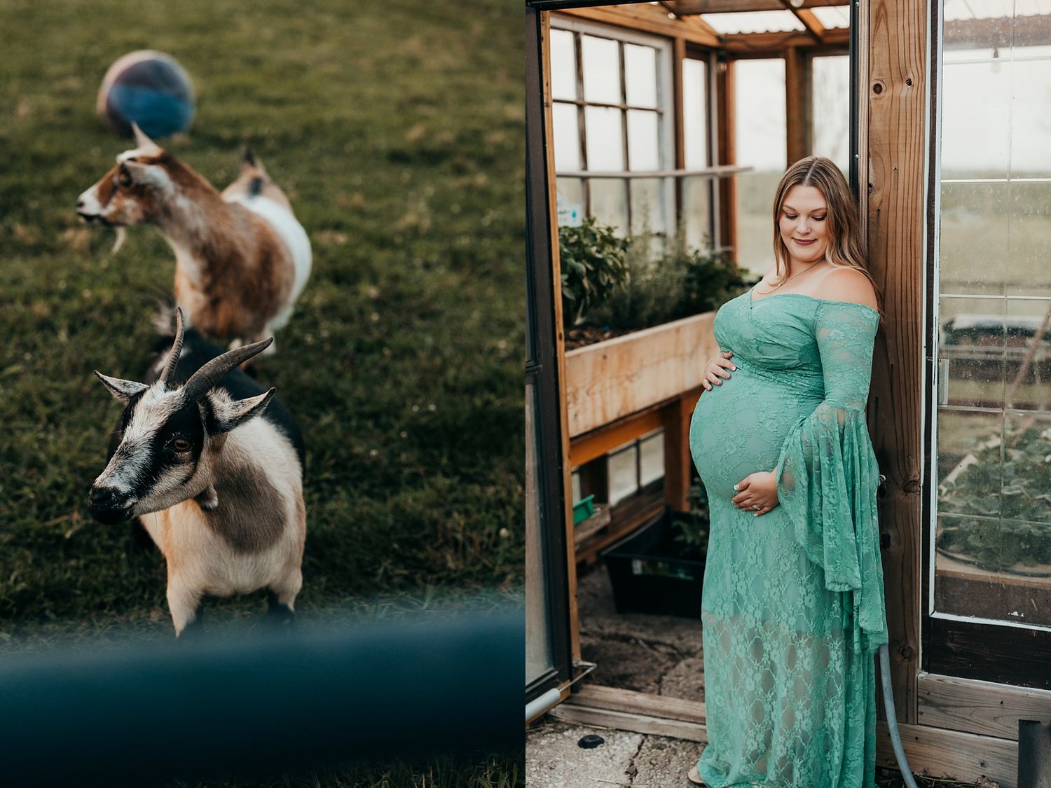 A goat balancing on another animal outdoors beside a pregnant woman in a teal lace maternity gown standing in a greenhouse doorway.