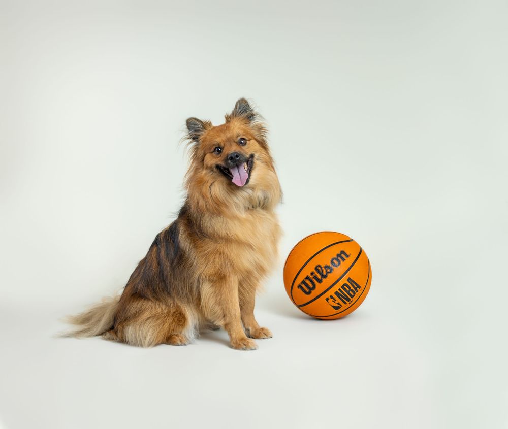 A fluffy golden Pomeranian mix sits happily beside a Wilson NBA basketball on a light grey background.
