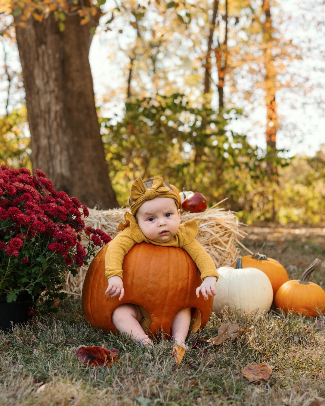 Baby in mustard outfit sitting in a pumpkin outdoors with fall decor, hay bales, and red mums in autumn setting.