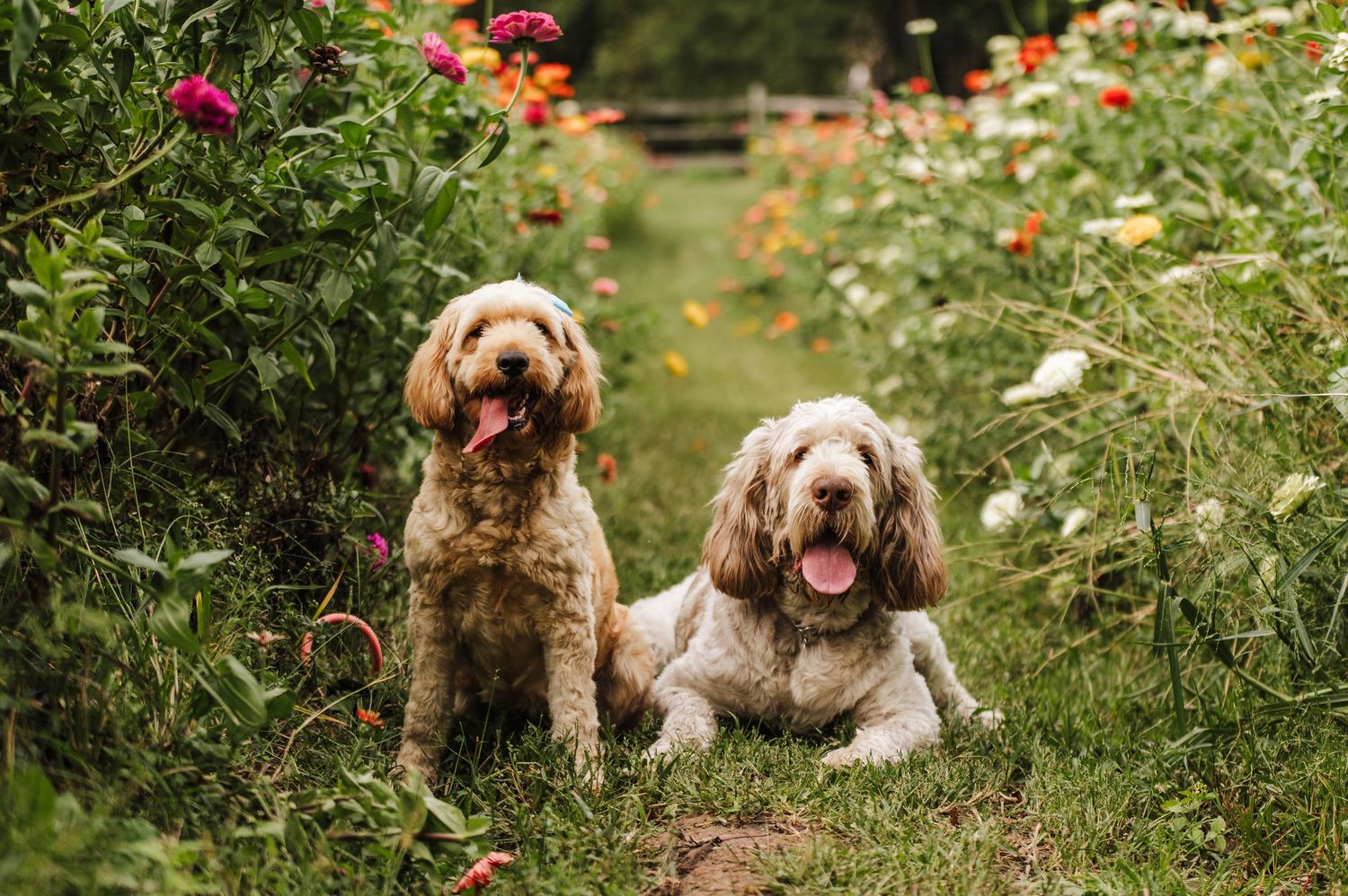 Family with man, woman, and girl petting two fluffy dogs in a colorful zinnia flower garden outdoors.