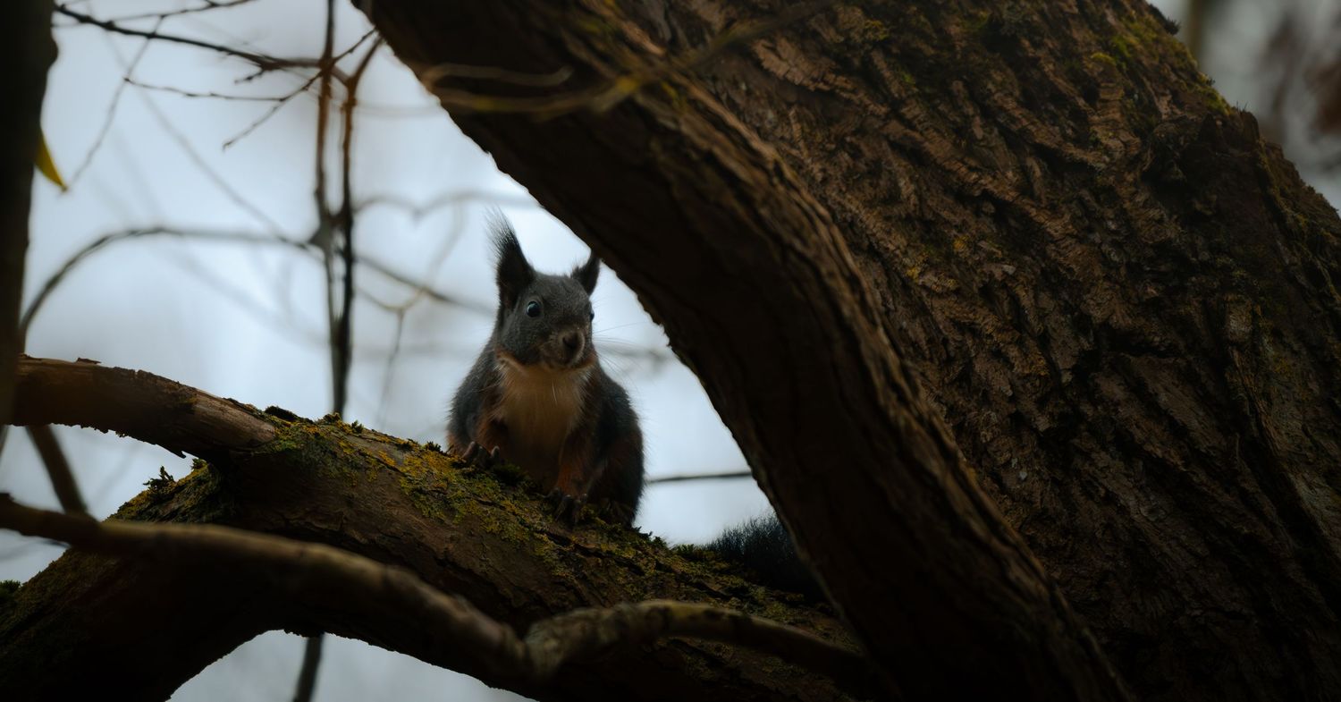 A curious squirrel perched on a mossy tree branch, peering down through twisted dark tree limbs in a forest.