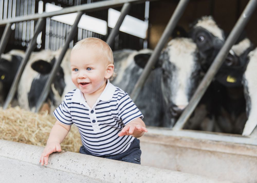 Candid moments captured with dairy cows in barn stalls.