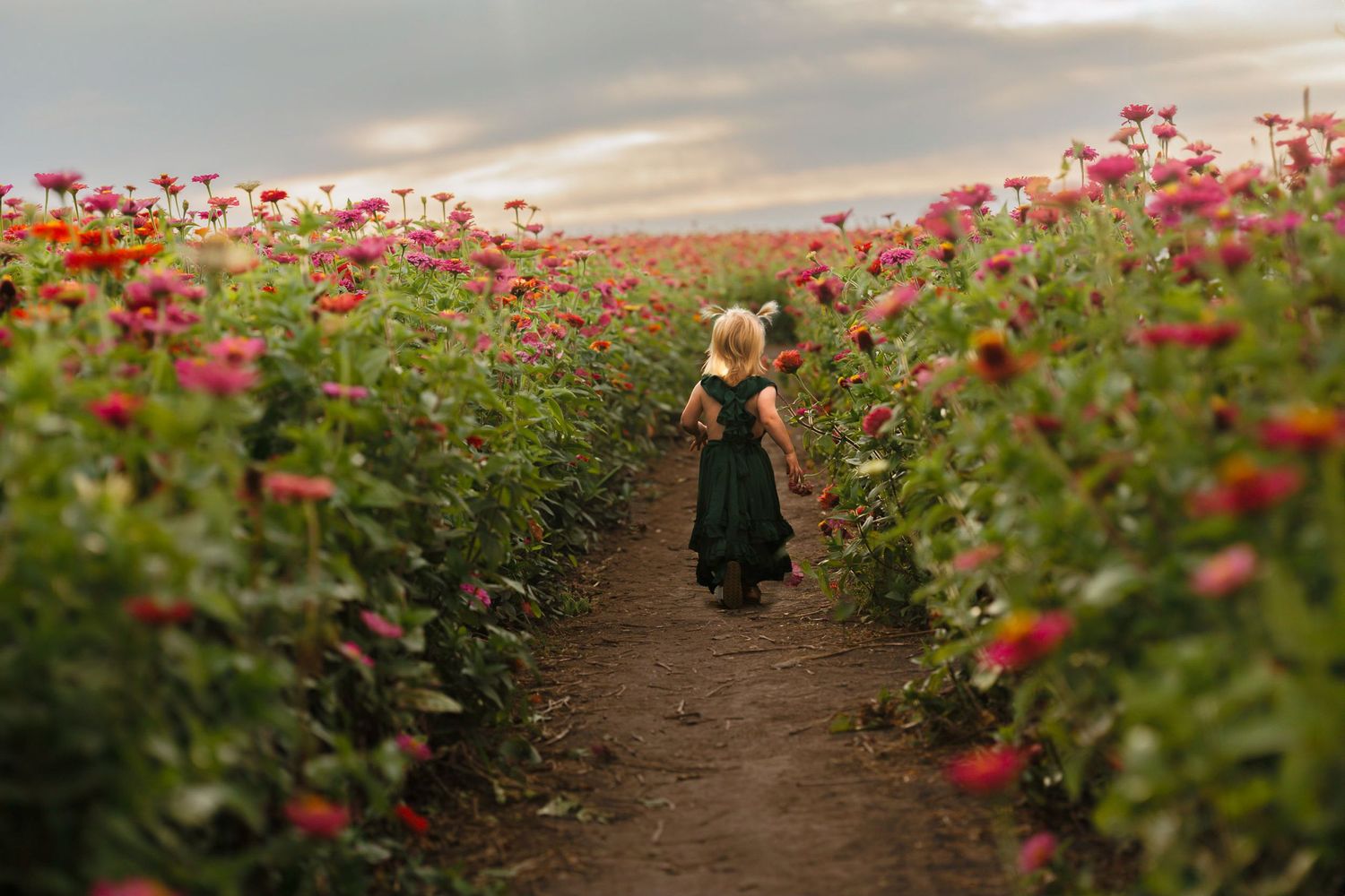 Figure walks down a dirt path through a vibrant field of red flowers at sunset.