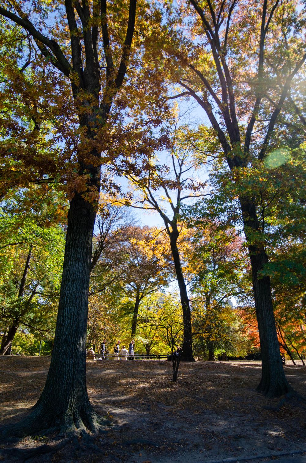 Tall autumn trees with golden leaves filter sunlight along a park pathway.
