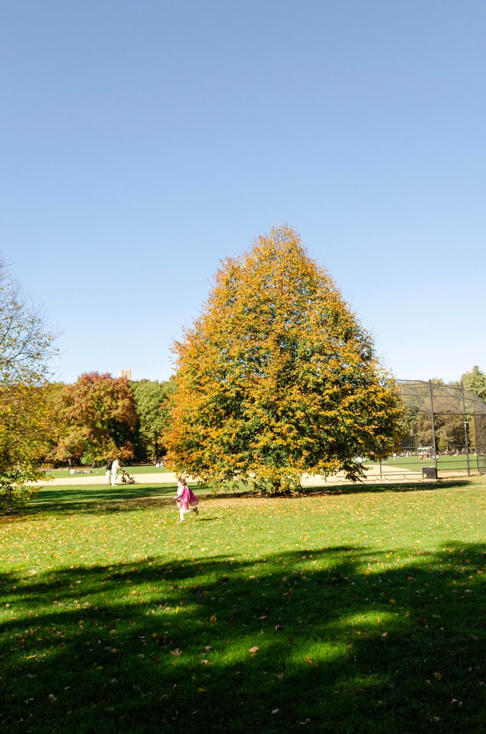 Large golden maple tree stands in a sunny park with green grass.