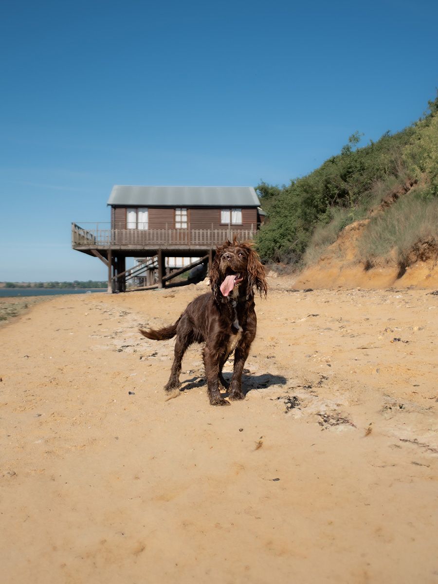 All Scene Images, is a professional outdoor dog photographer based in Harwich, Essex, UK.
