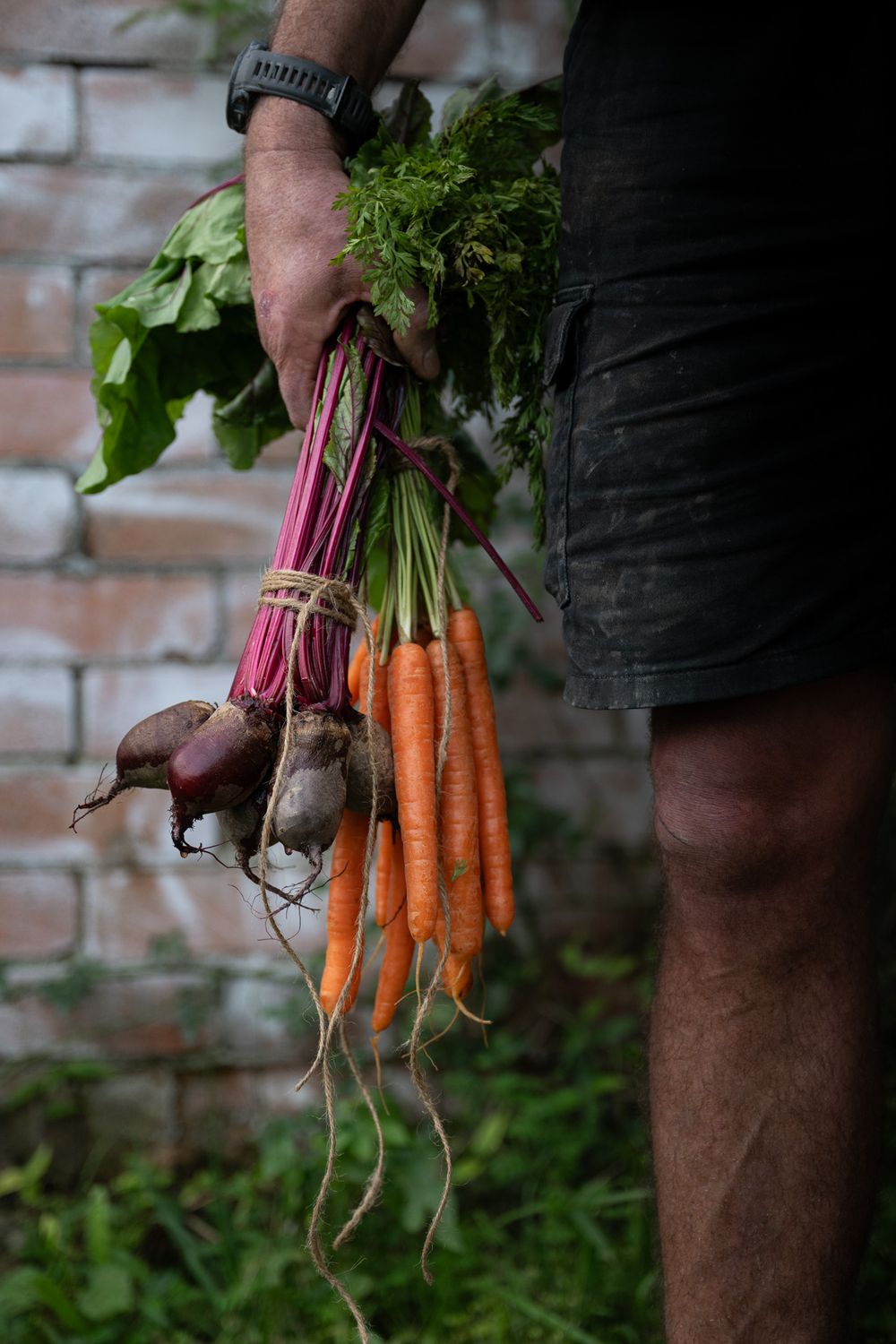 Fresh organic carrots and beets being held up against a rustic brick wall background in a garden setting.