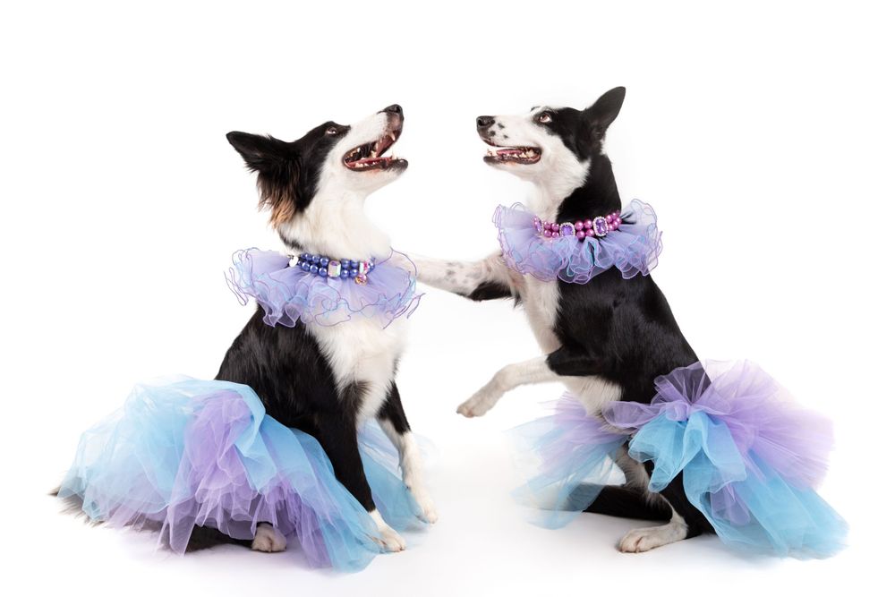 sesiones-para-perros