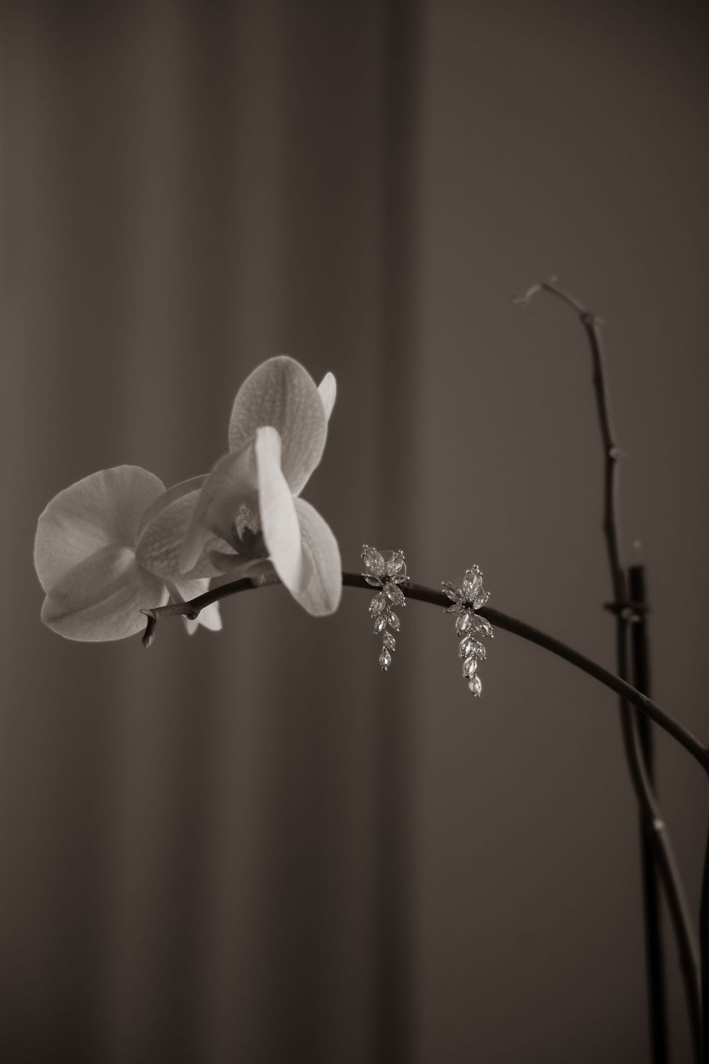 A black and white photograph of an elegant orchid stem with delicate blooms against a soft, blurred background.