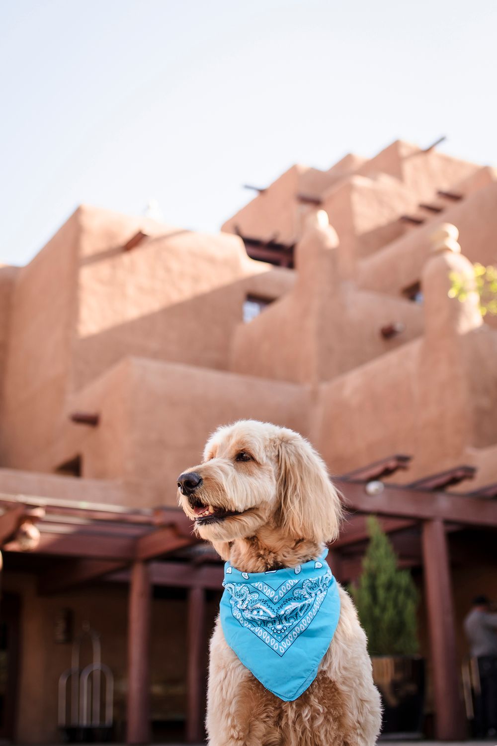 A goldendoodle wearing a blue bandana sits in front of traditional adobe architecture hotel in Santa Fe, New Mexico.