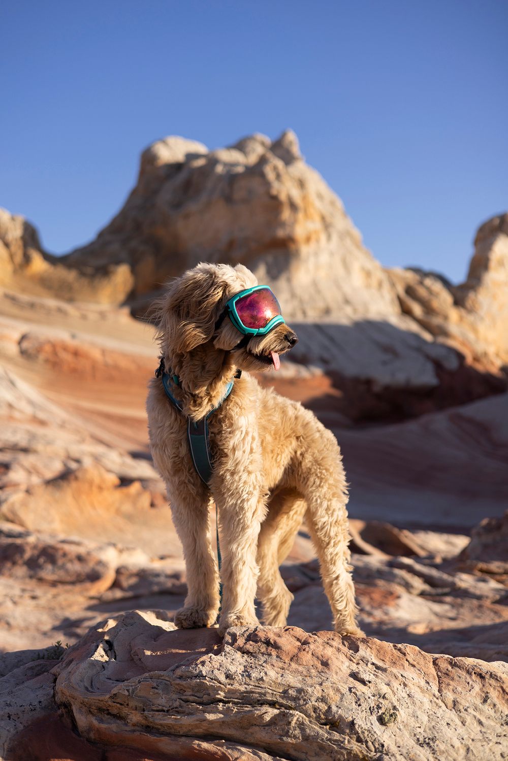 A dog wearing goggles stands confidently on red rocks in a desert landscape, White Pocket, Arizona, with blue sky and sandstone formations.