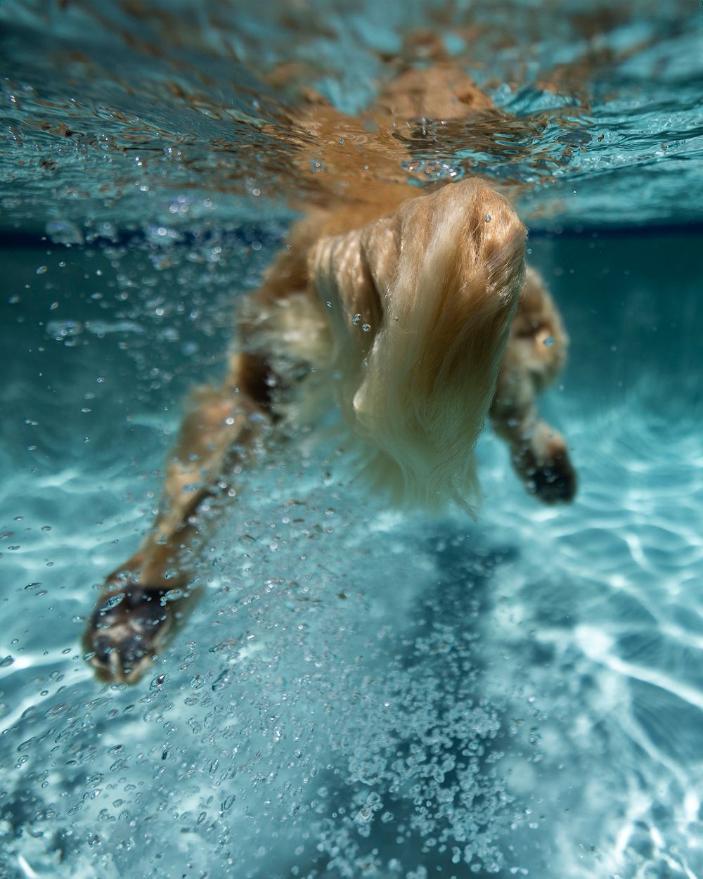 Underwater view of a golden dog swimming in clear blue water with bubbles and sunlight filtering through.
