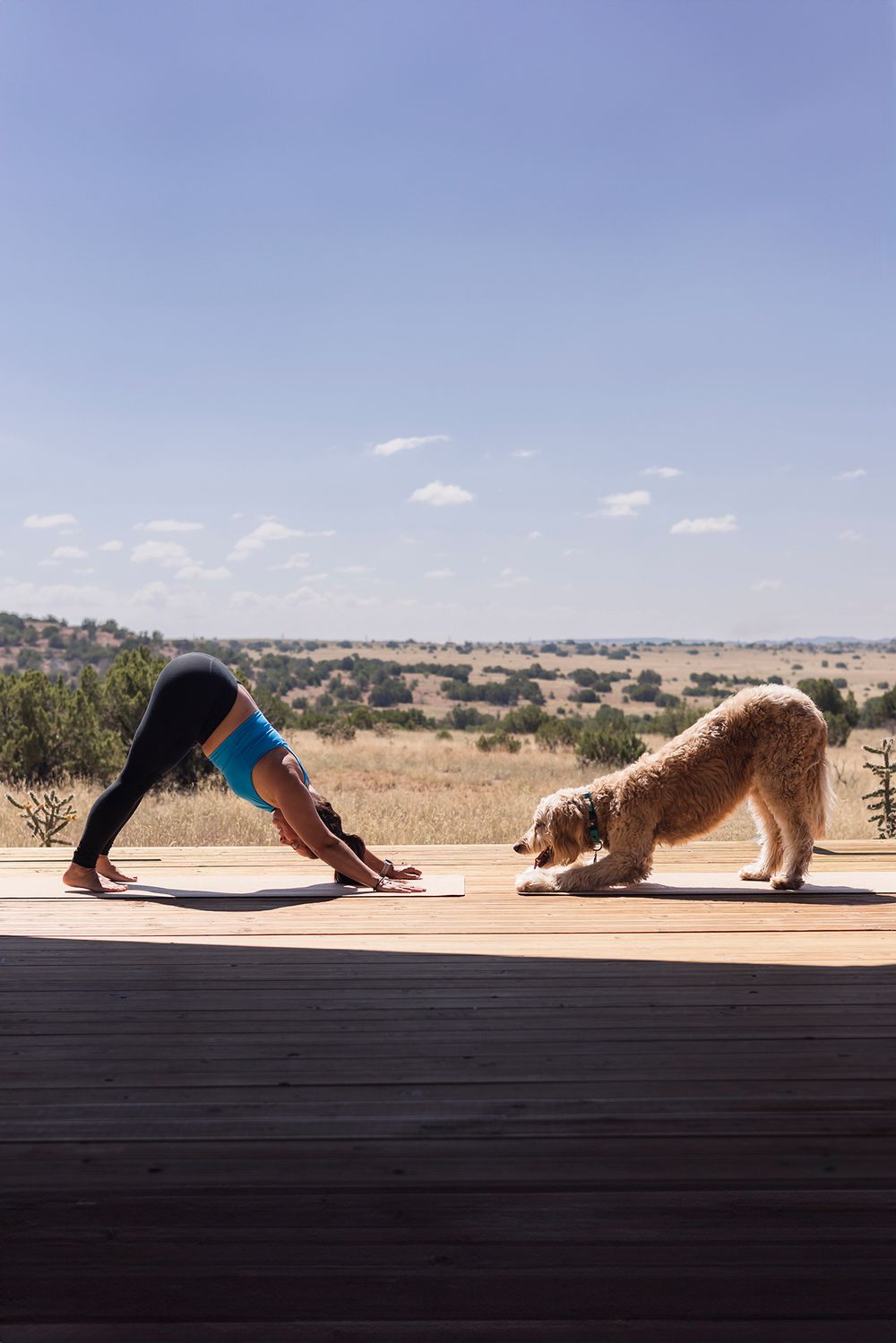 A dog and person practicing yoga together on an outdoor deck overlooking a desert landscape in Santa Fe, New Mexico.