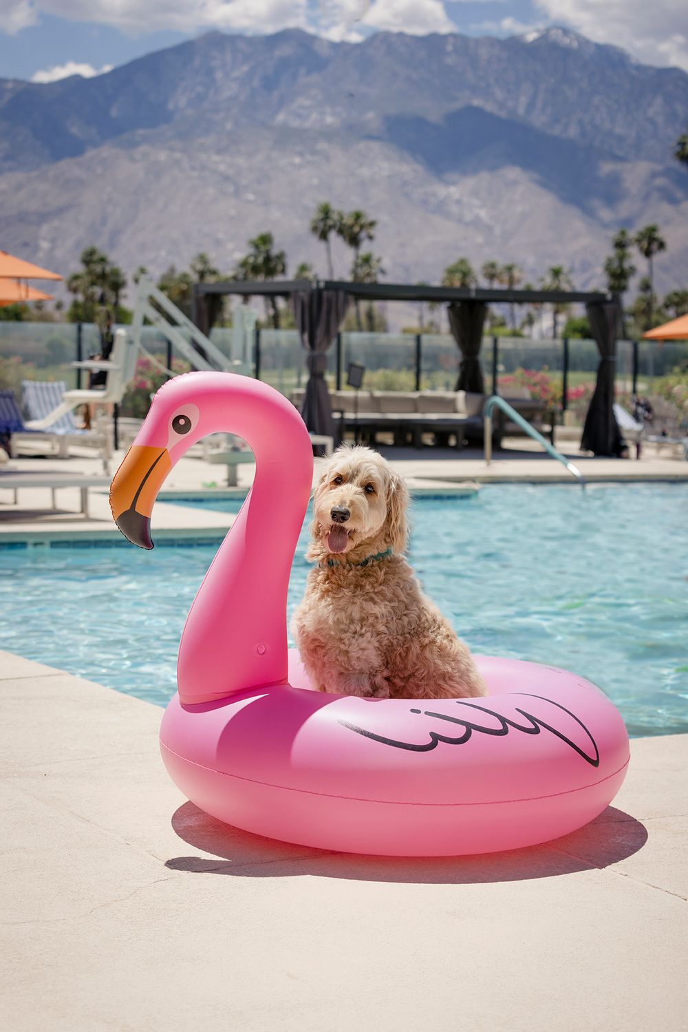 A fluffy goldendoodle dog sits on a pink flamingo pool float at a mountain resort pool in Palm Springs.