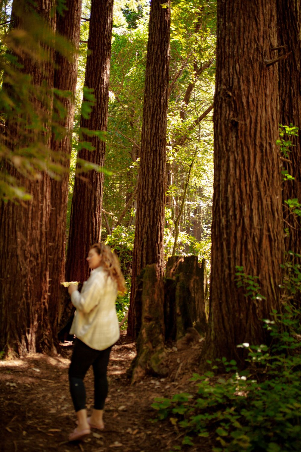 Portrait, photo redwoods