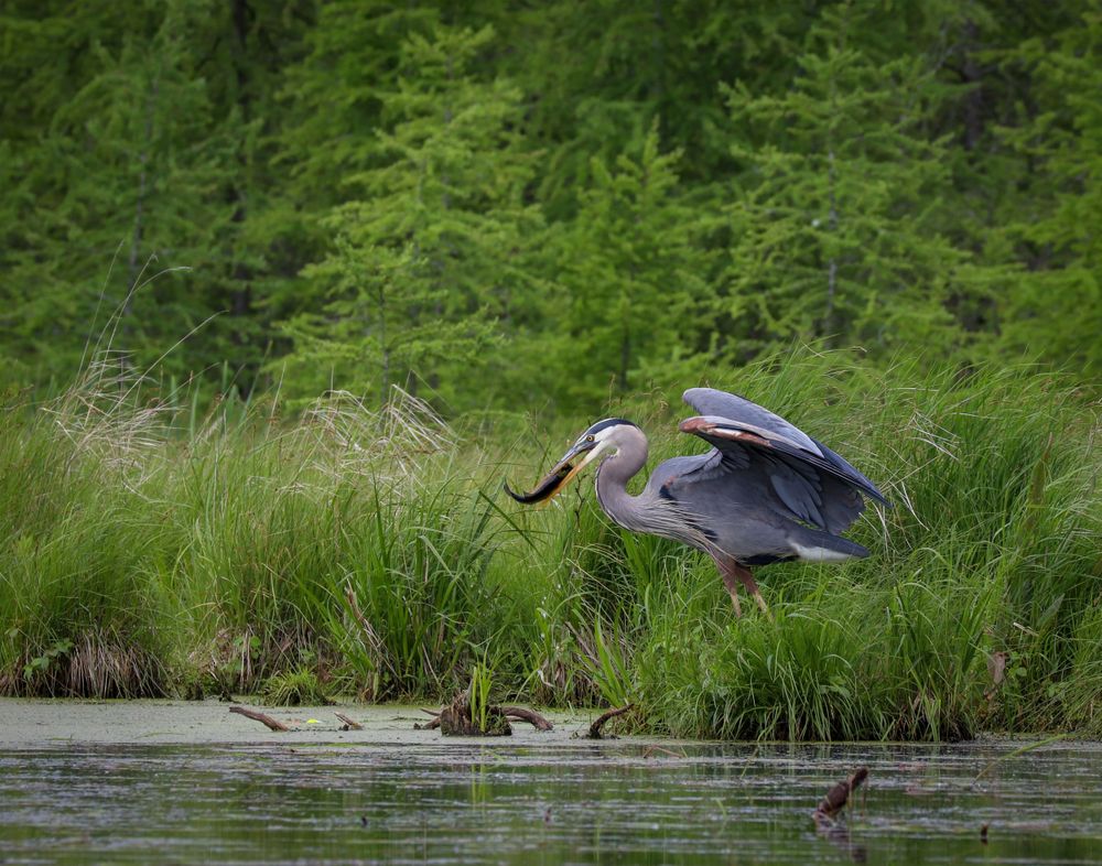 Photograph of a great blue heron with a fish in its beak, standing on the edge of a lake with trees in the background