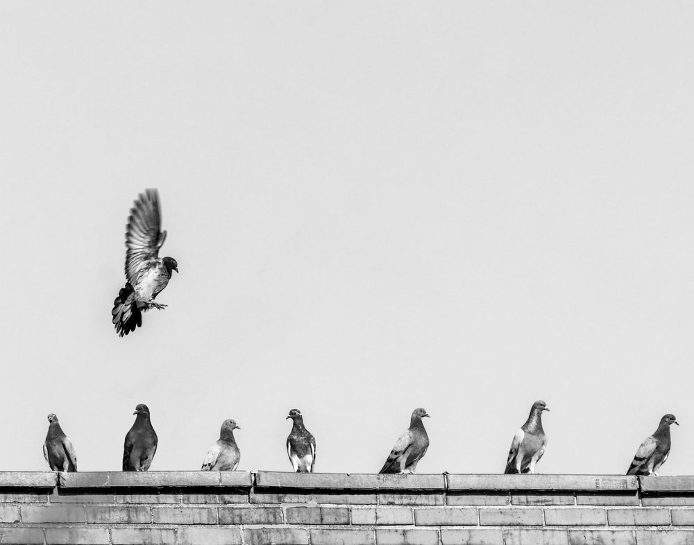 Photograph of a pigeon landing on a brick wall with a line of other pigeons