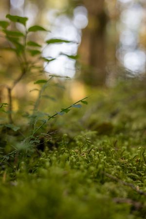 detail shot of moss and huckleberry bush in forest for a branded stock photo in North Bend, WA business nature brand