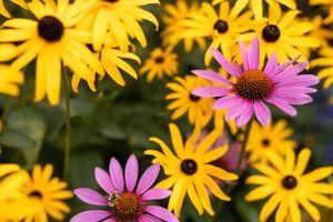 branded stock image of yellow flowers with 2 pink flowers in Seattle, WA for author novel writer