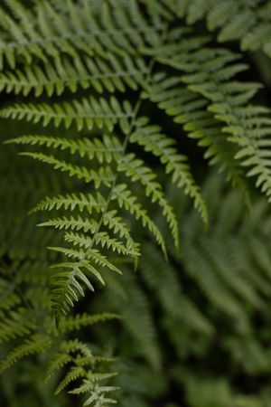 green fern in forest in Seattle, WA for a branded stock photo in North Bend, WA business nature brand
