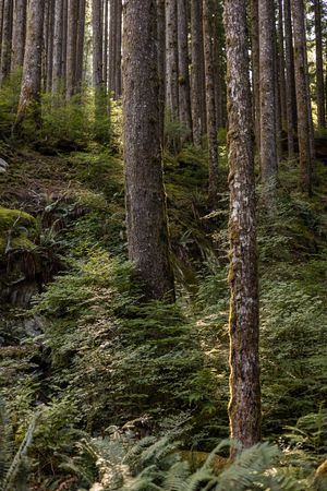 stock branded photo of backlight trees, ferns in middle of forest in North Bend, WA for energy spiritual worker business