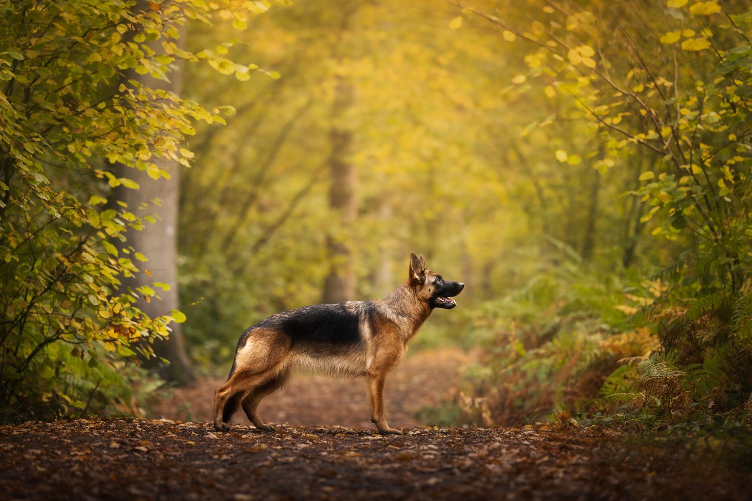 A German Shepherd dog sits alertly on a mossy rock in a misty forest setting.