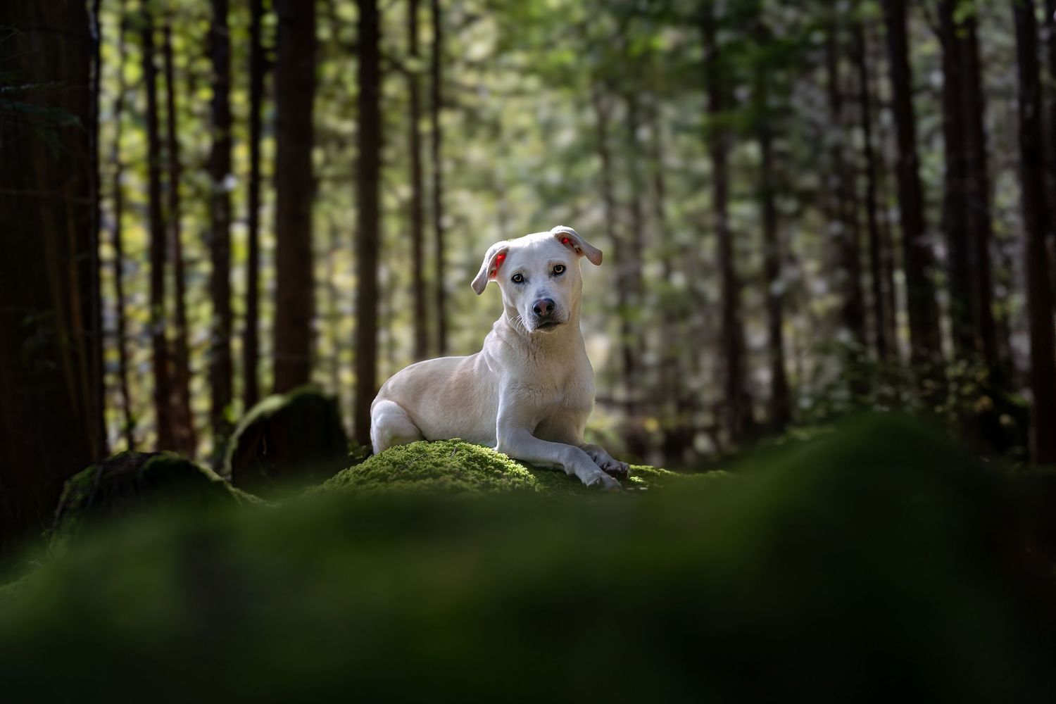 Fluffy white Old English Sheepdog sitting near an ancient stone bridge over a misty river.